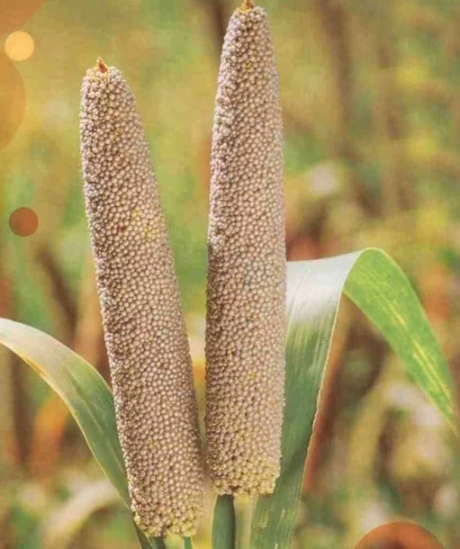 Bajra