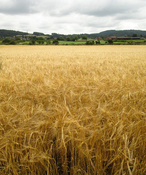 Non Crop Area