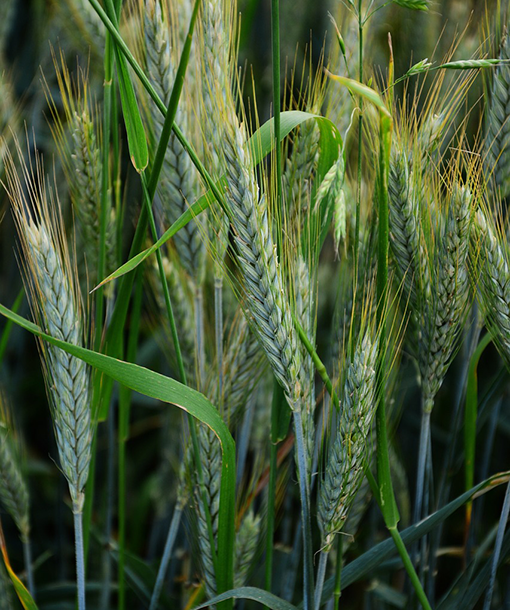 Barley