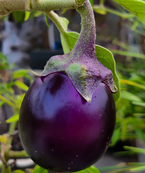 Brinjal