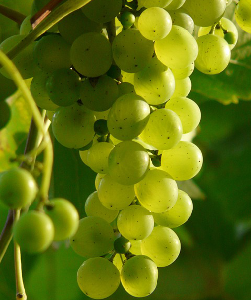Grapes