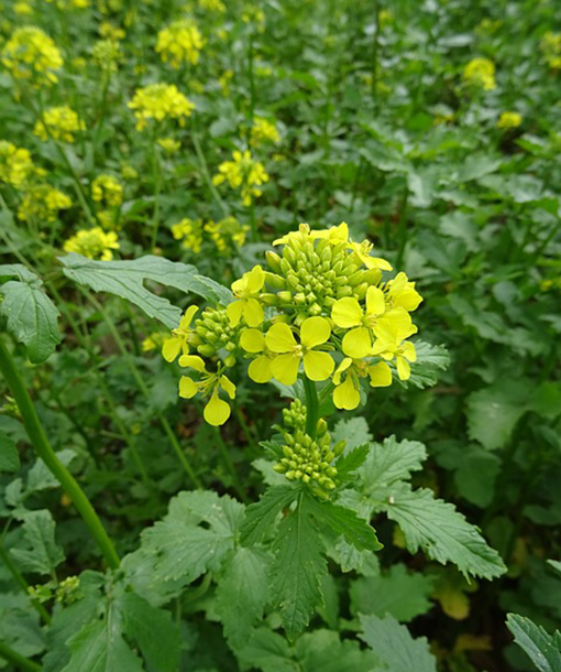 Mustard