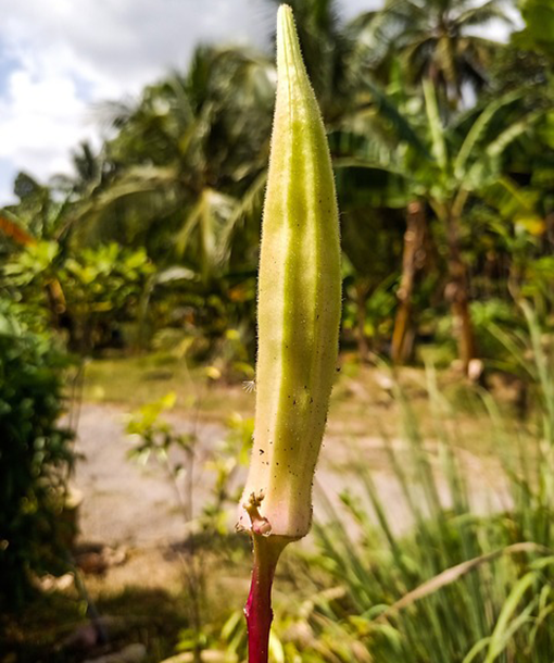 Okra