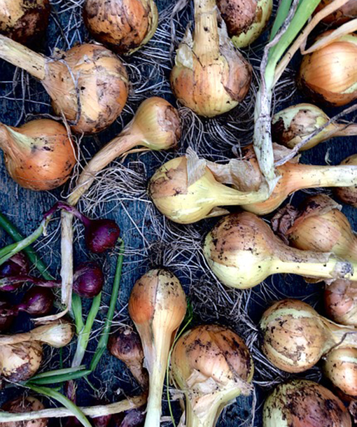 Onion