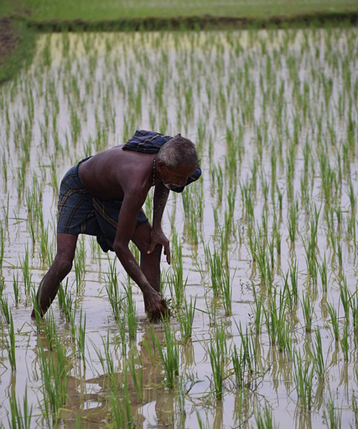 Rice (Transplanted)
