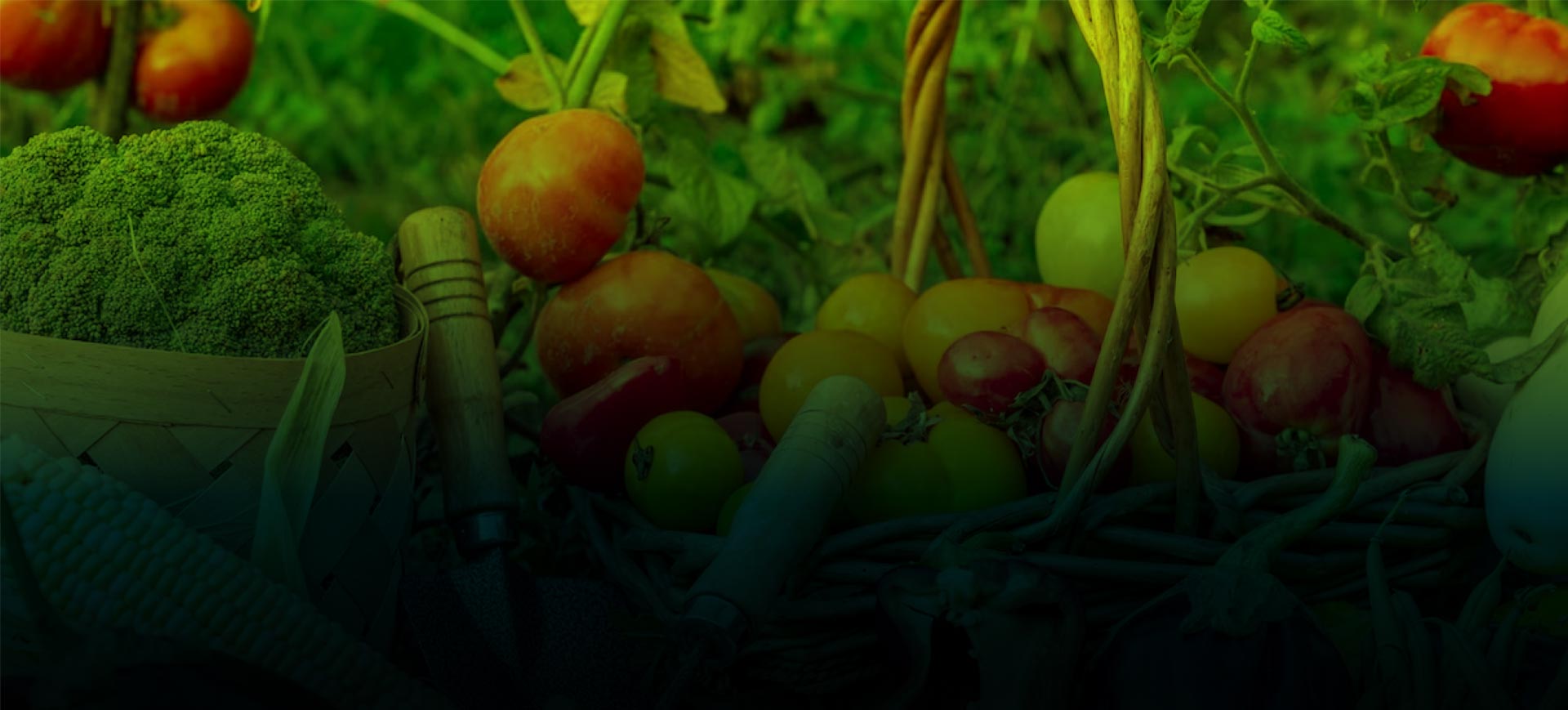 banner-image-1
