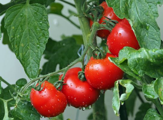 tomatoes banner